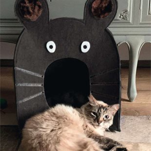 Cuccia gatto